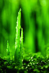 草