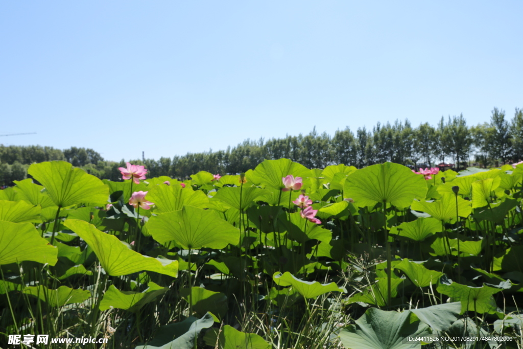 荷花池