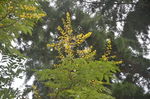 黄山栾树花