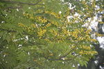 黄山栾树花
