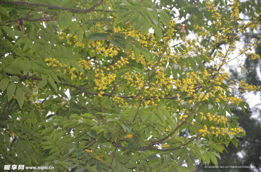 黄山栾树花