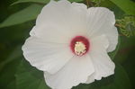 芙蓉葵