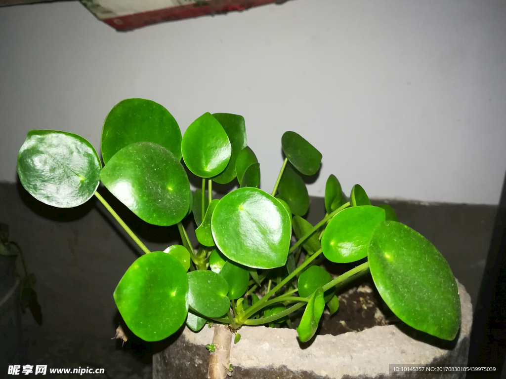 绿叶植物