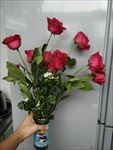 玫瑰花