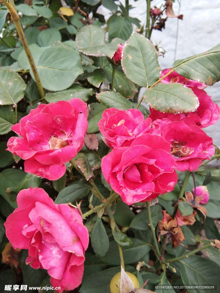 月季花