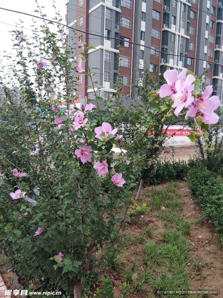 木槿花