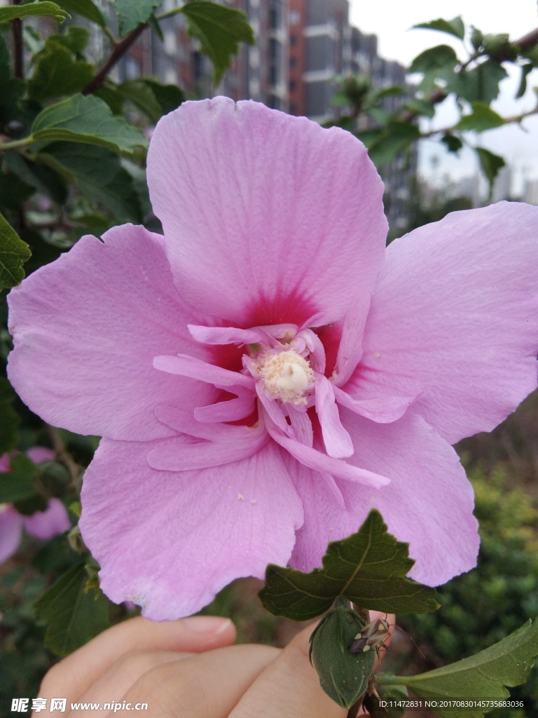 木槿花