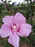 木槿花