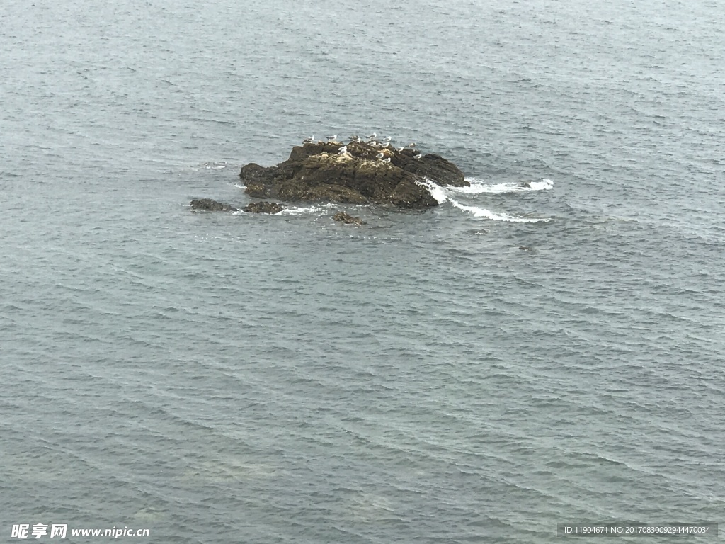 海鸟