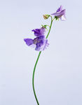 鲜花