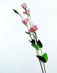 鲜花