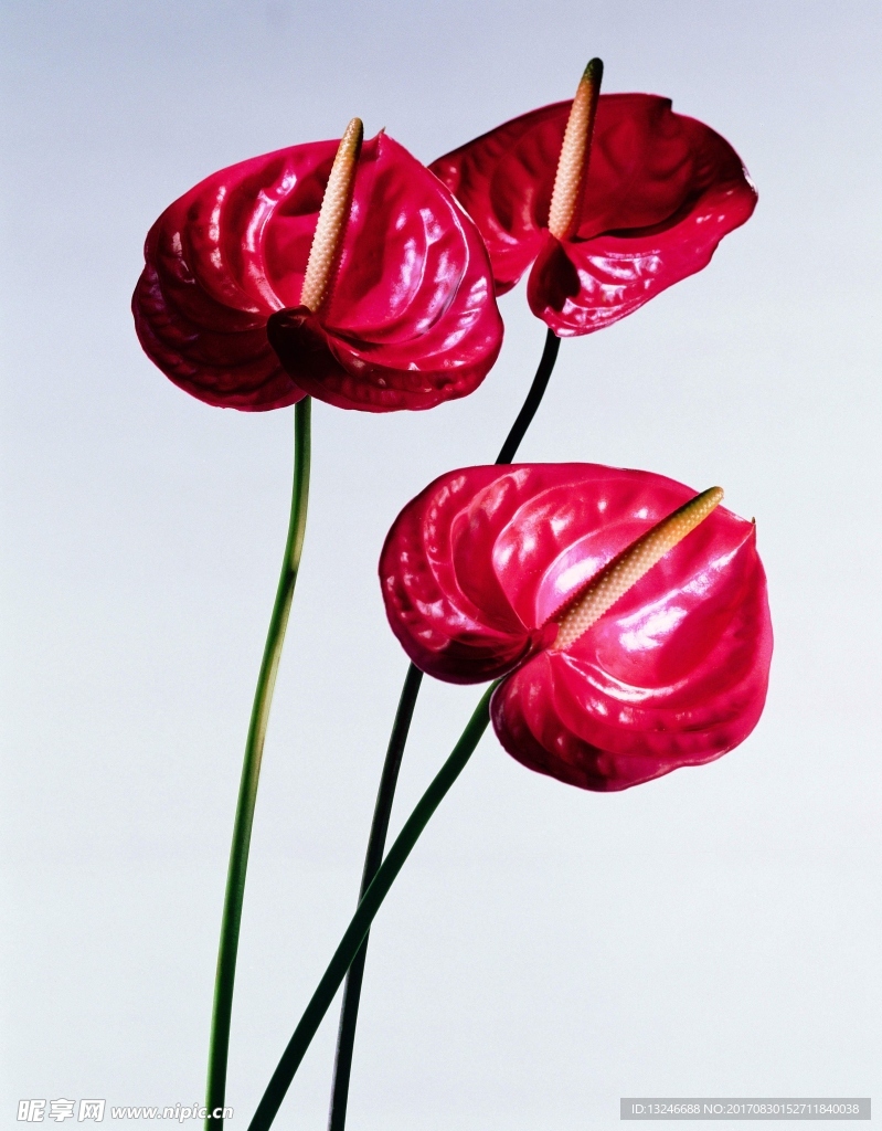 鲜花