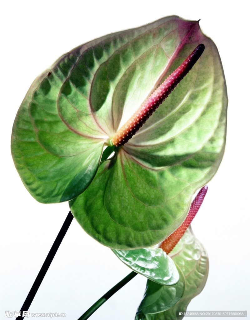 鲜花