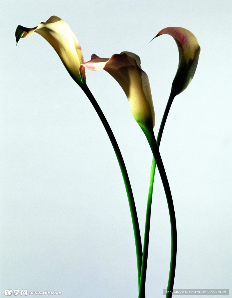 鲜花