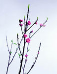 鲜花