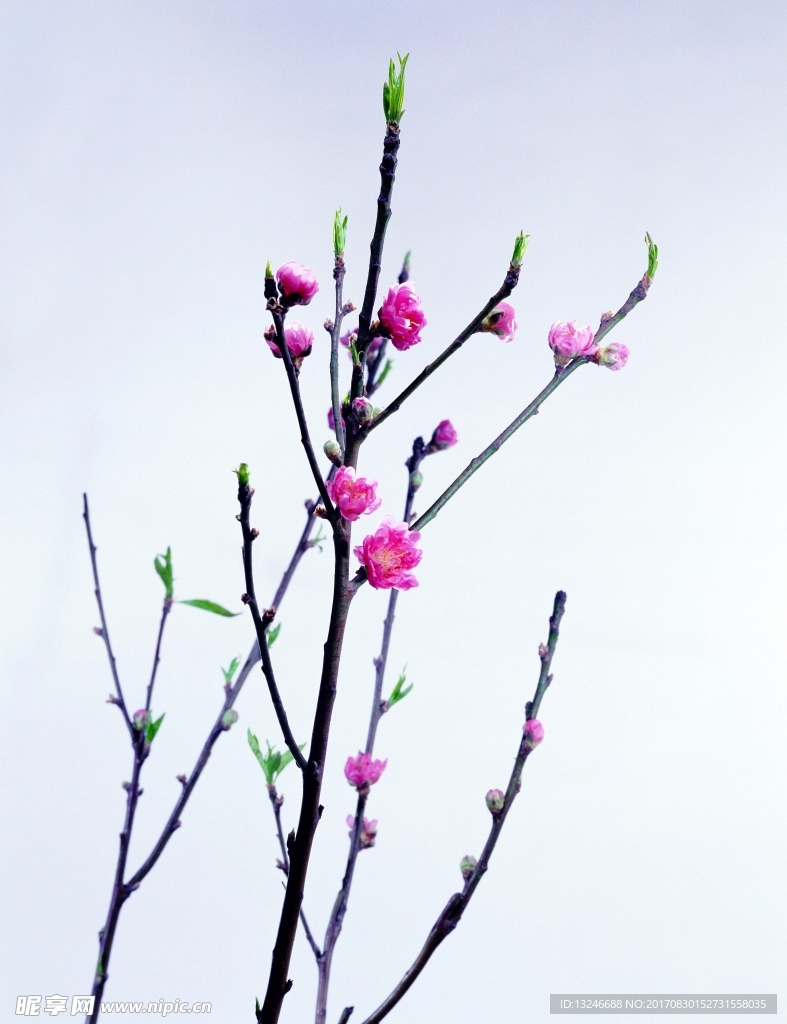 鲜花