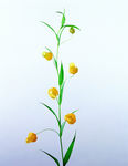 鲜花
