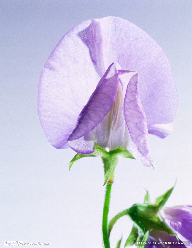 鲜花