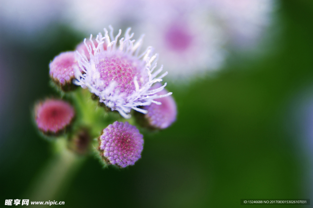 鲜花