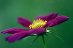 鲜花