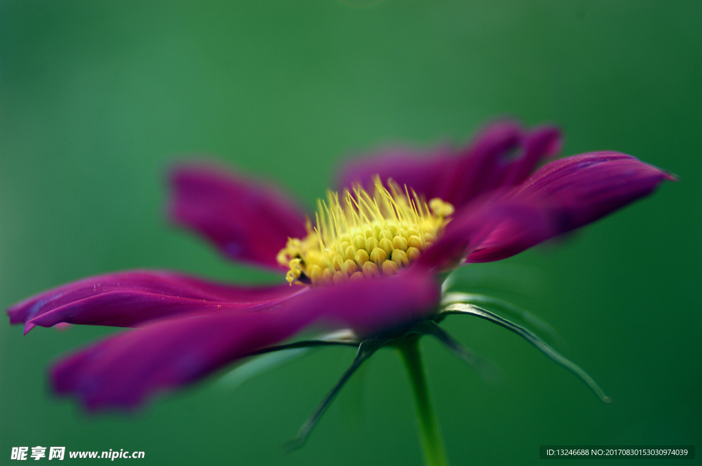 鲜花