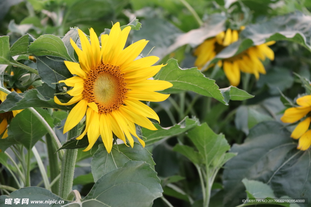 向日葵 太阳花
