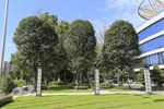 桂花树