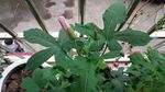 含苞待放 红花马宁