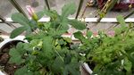 含苞待放 红花叁