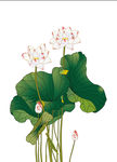 矢量荷花