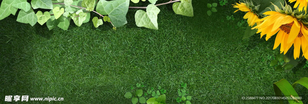 绿色叶子向日葵背景