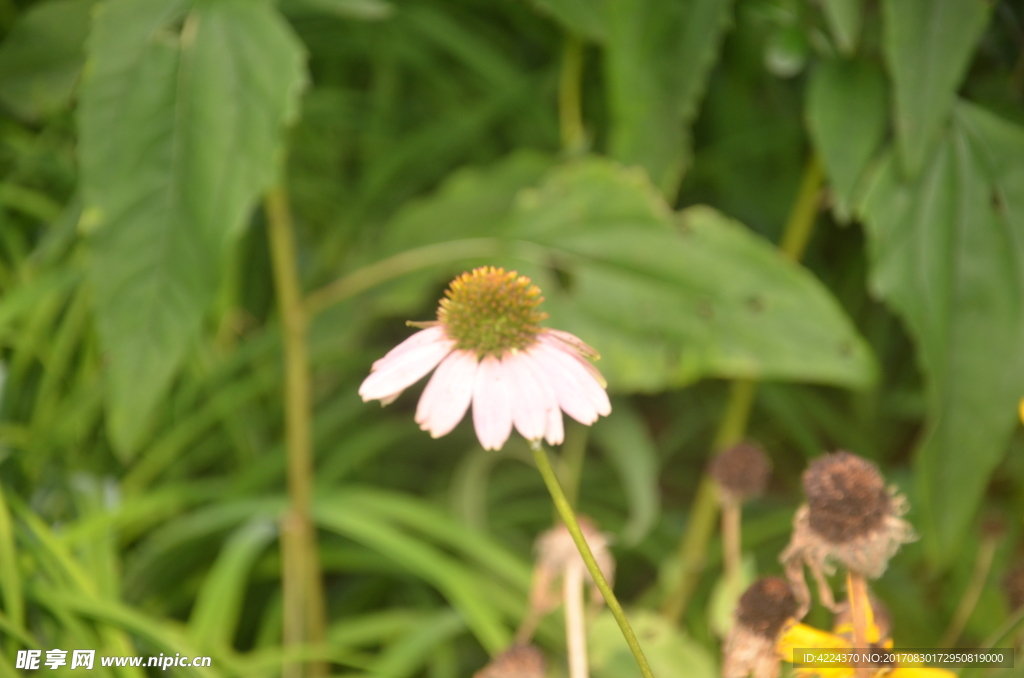 松果菊