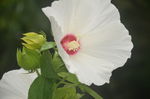 芙蓉葵