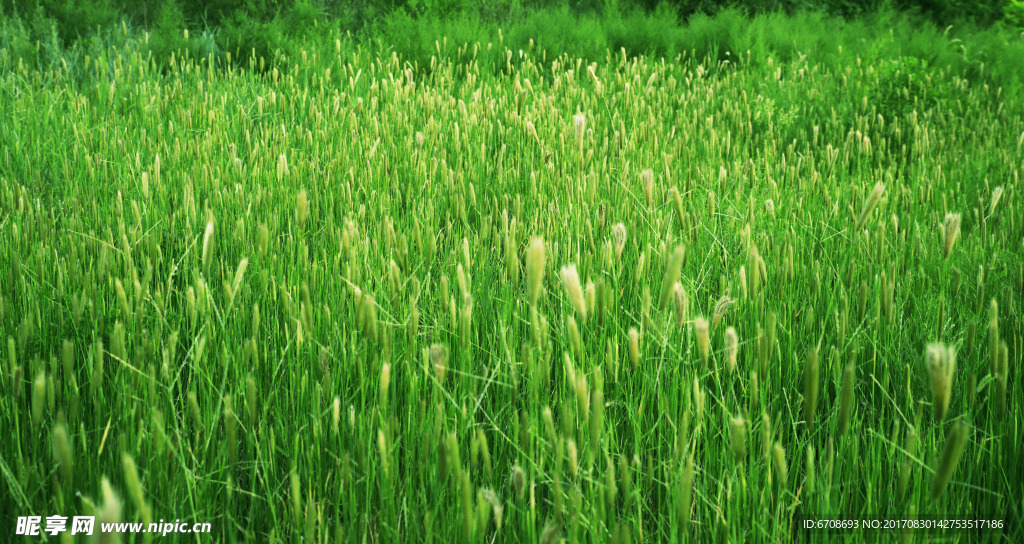 狗尾巴草