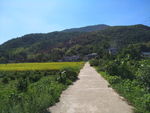 田野