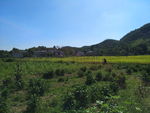 田野