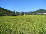稻田