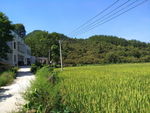 田园风光