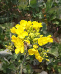 油菜花与蜜蜂