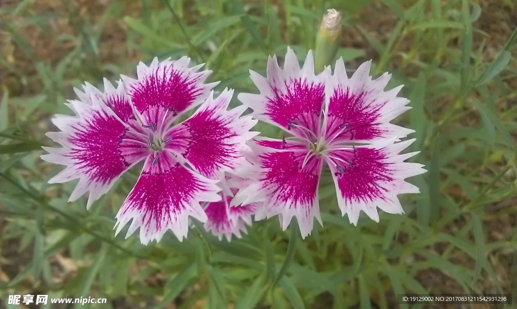 石竹花写真图片