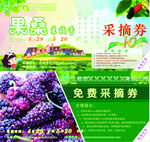 果桑采摘券