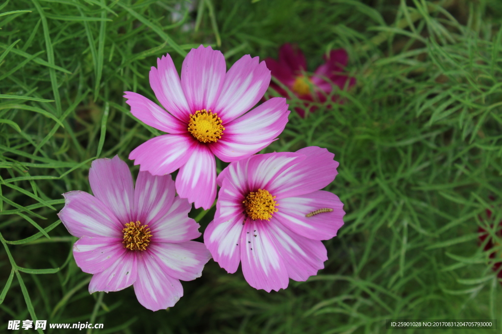 花