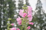 蜀葵
