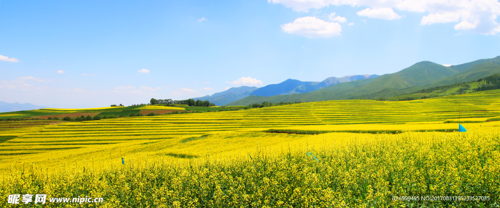 青海油菜花