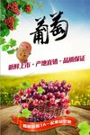 简洁时尚葡萄尝鲜季海报