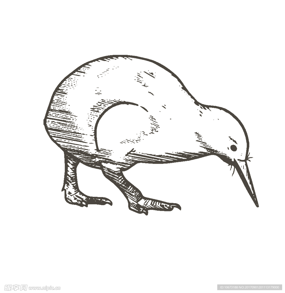 卡通鸟