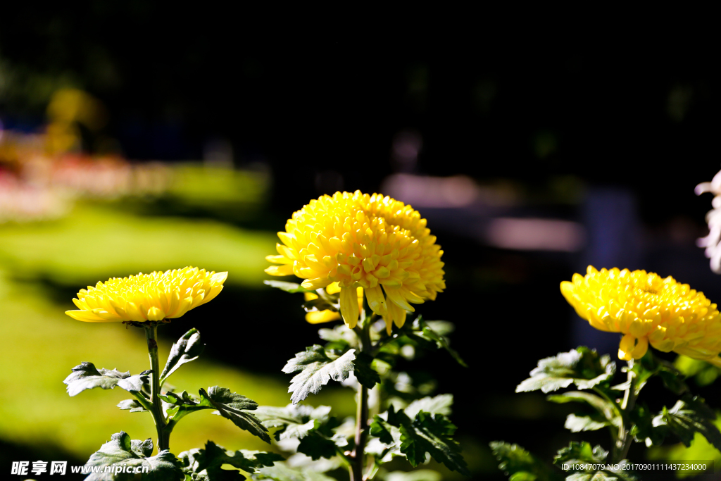 花