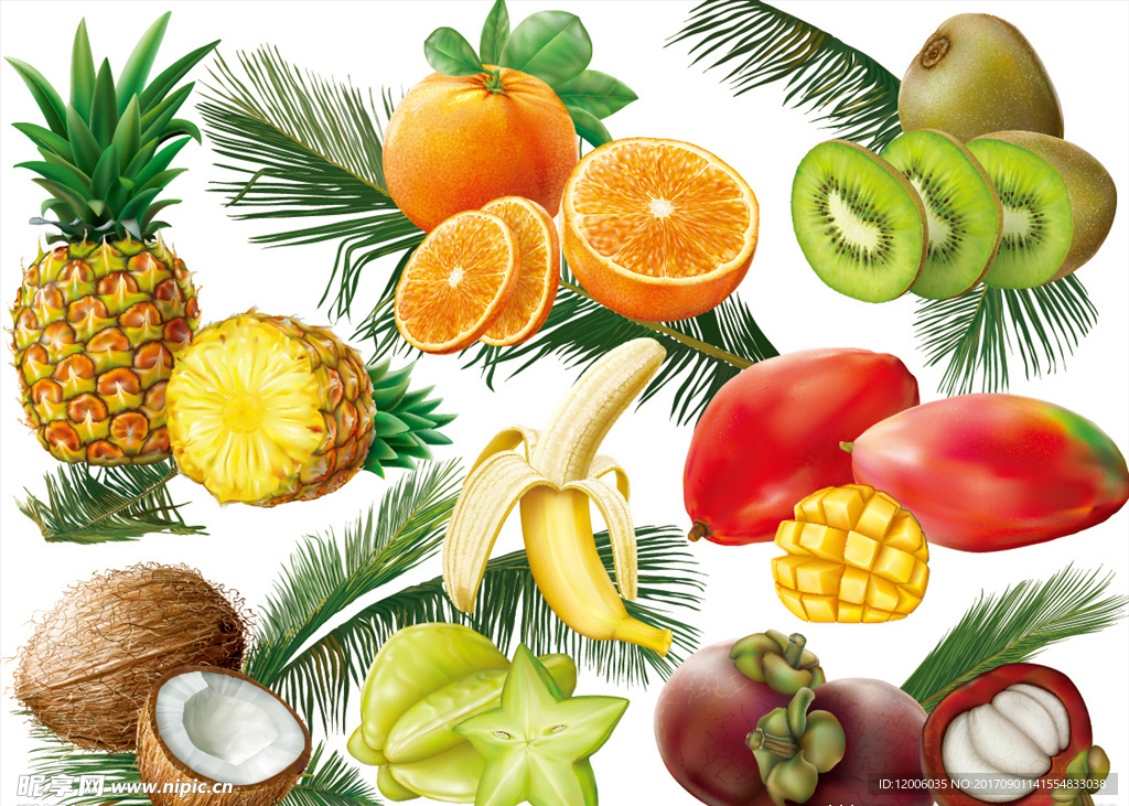 热带水果集合和棕榈矢量素材