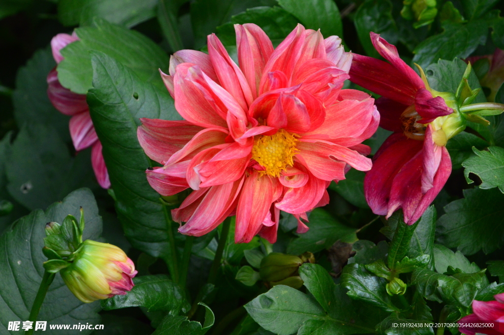 小丽花