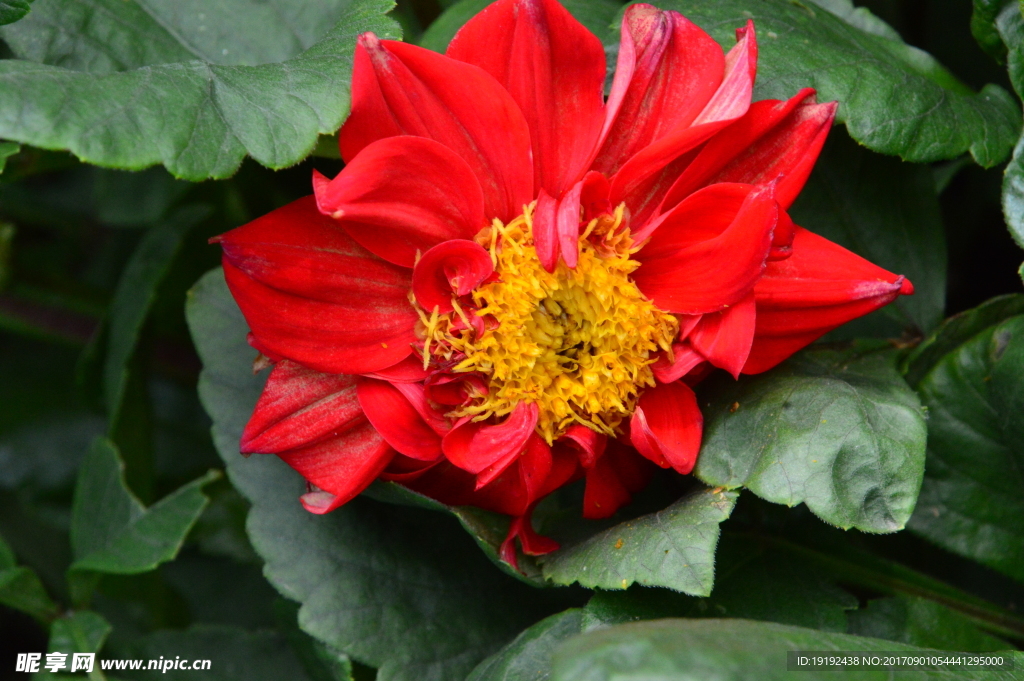 小丽花